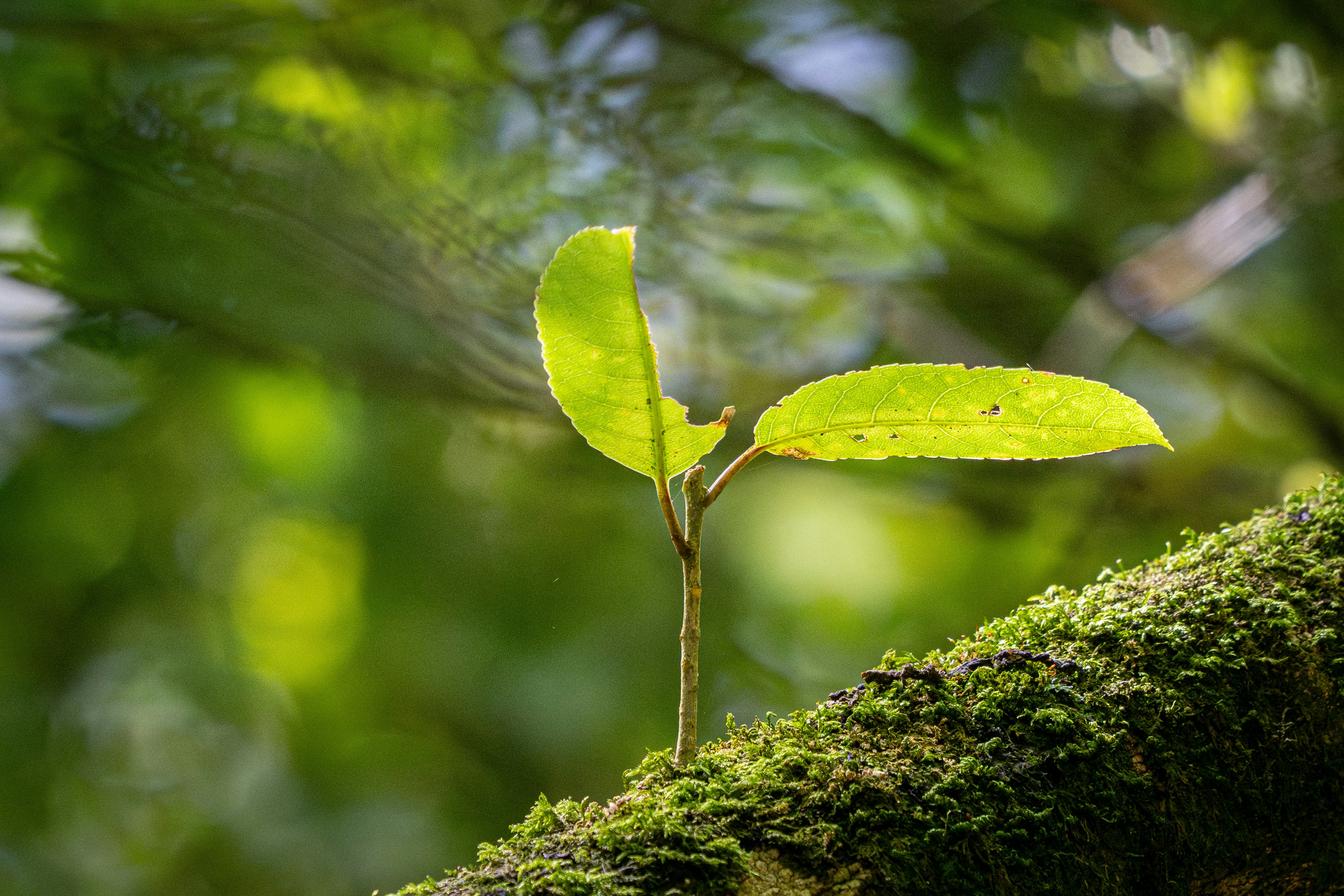 Environmental and Social Safeguard Consulting